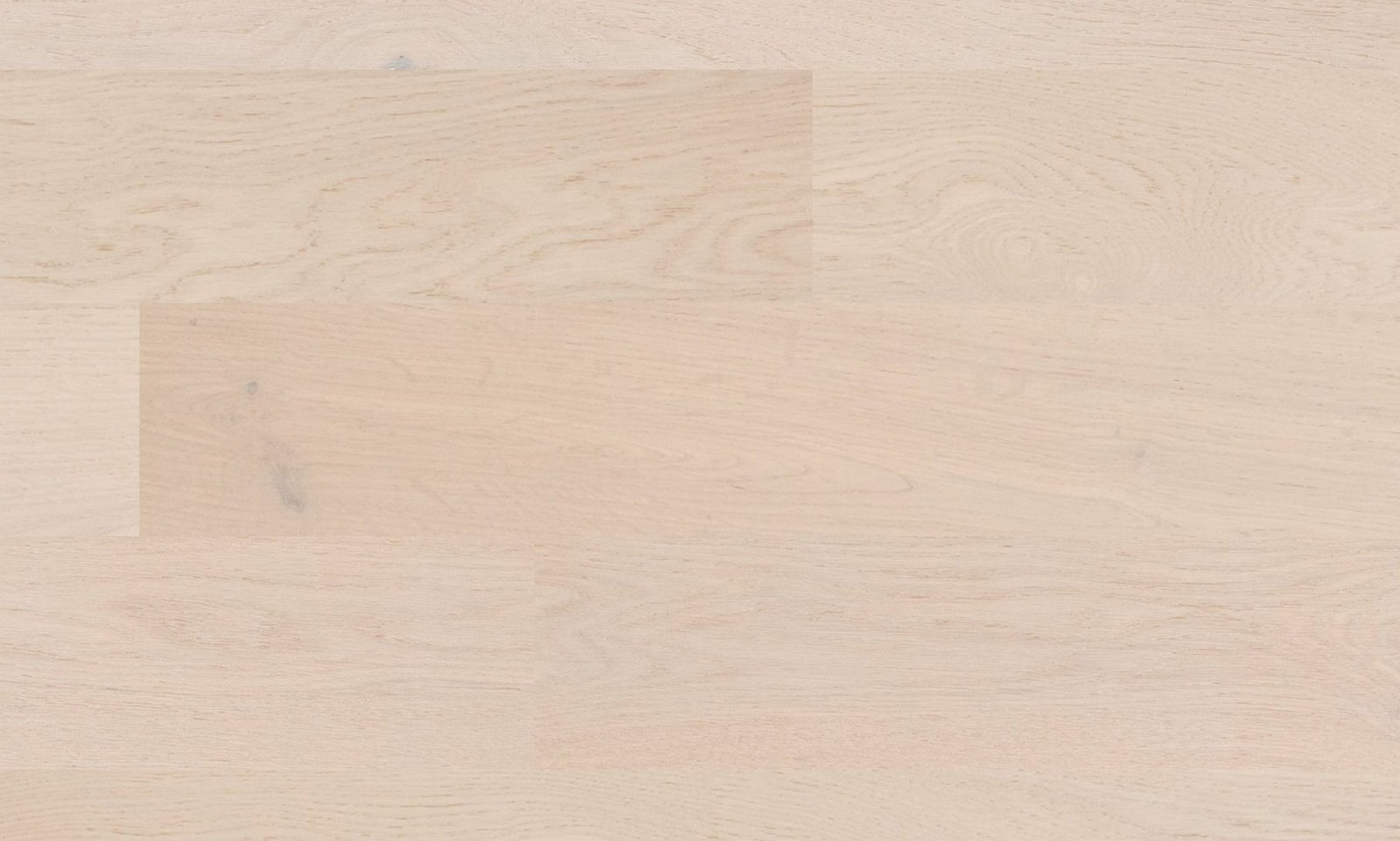 Pinctada-2.jpg Pinctada - Image 1